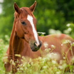 equine_slide02