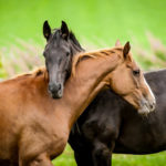 equine_slide03